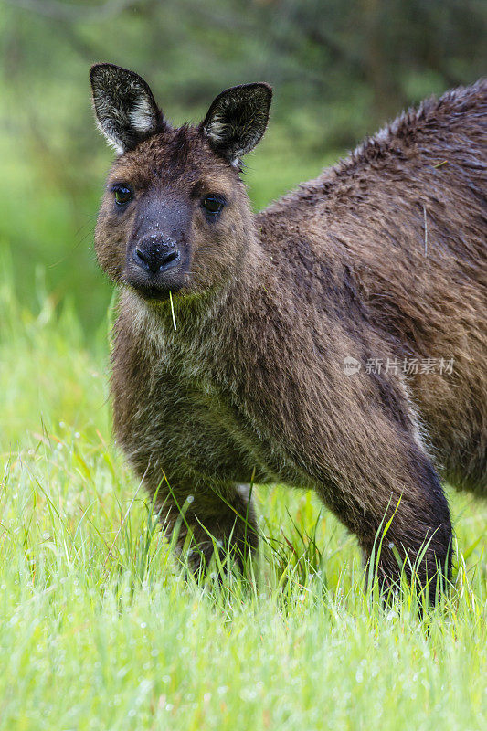 袋鼠岛袋鼠(Macropus fuliginosus fuliginosus)是西部灰袋鼠(Macropus fuliginosus)的一个亚种。